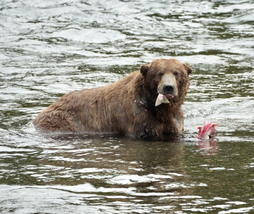 Bear Caught a Fish