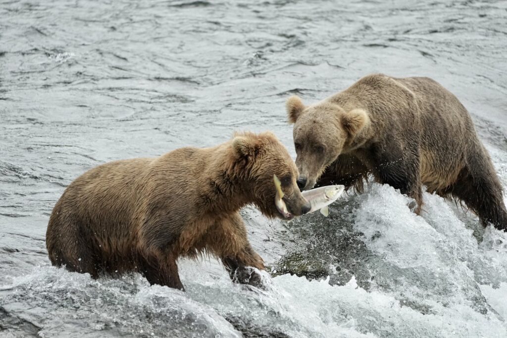 Two Bears Fishing on the Lake